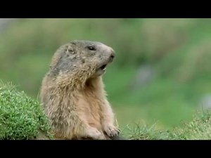 Walk On The Wild Side - Prairie Dog Alan - YouTube - trimmed