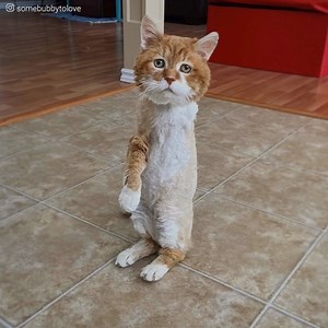 930K views · 61K reactions | Tinha apenas 3 patas. Seu olhar parecia...