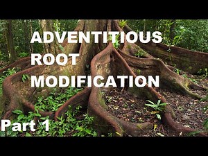 Modifications of Adventitious Root