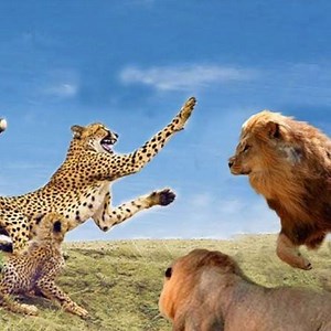 22K views · 227 reactions | Mother Cheetah Protect Her Baby From Lion Hunting | Wild Animal World | Facebook