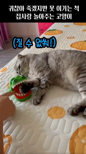 귀찮아 죽겠지만 못 이기는 척 집사랑 놀아주는 고양이😹각종유머 #고양이 #악어 장난감#게임#룰렛#cute #funny #웃긴영상 #cat #웃긴짤 #동물#shorts