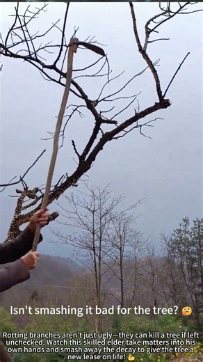Old Man Smashes Rotten Branches, Saves Tree! 🌳