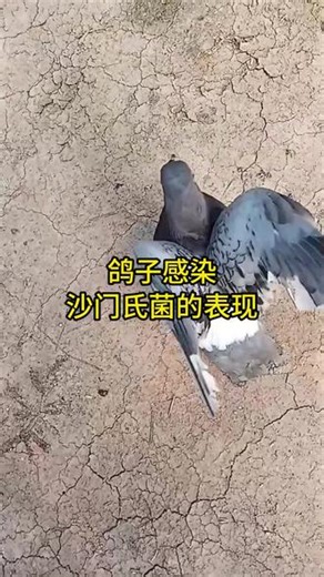鸽子感染沙门氏菌的表现 #鸽子拉稀 #养鸽人 #信鸽赛鸽 #鸽子养殖技术