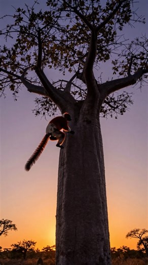 90% of Madagascar's wildlife exists nowhere else on Earth 🤯 #wildlife #nature #madagascar