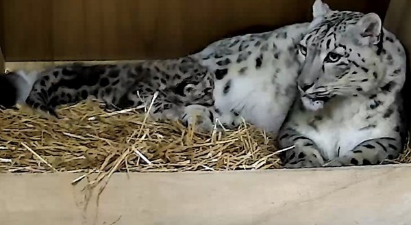 Rare Snow Leopard Cub Makes Historic Debut at Chester Zoo