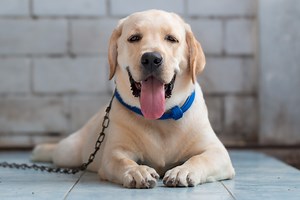 19 Common “Facts” About Dogs That Are Actually False