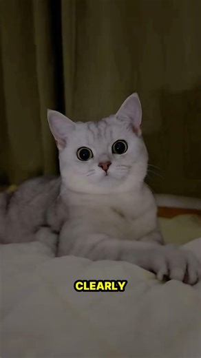 Why Cats Have Excellent Night Vision