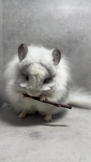 22K views · 65 reactions | #chinchilla #шиншилла #животные #chinchillalife | Arst | Facebook