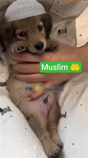 Musalman Dog #islam #assalamualaikum #funny #islamic #comedy hair cutting