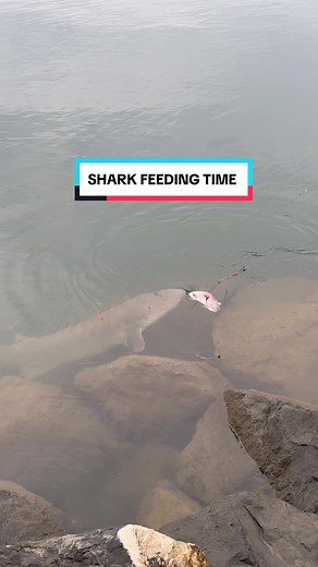 Shark Feeding Frenzy Caught on Camera!