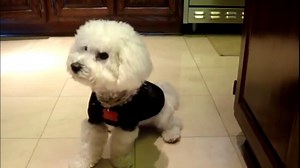 70K views · 45 shares | Animals are Awesome Compilation | Animals Funny | Facebook