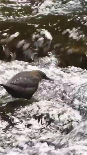 Pluszcz #przyrodapolska #birds #ptakipolski #wildlife #nature