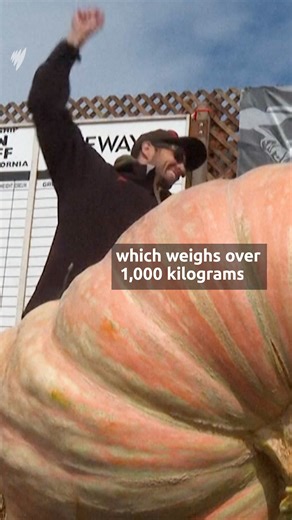 18K views · 75 reactions | Think you've seen a big pumpkin? Think...