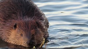 41K views · 10K reactions | Lots of people have asked me if beavers hibernate in the winter. In this narrated video, I explain how beavers have to build a winter food cache next to the lodge, because even if they are under the ice and we don’t see them, they are not in hibernation, and they need to have enough food stored by the lodge to get through winter. | Mike’s photos and videos of beavers | Facebook