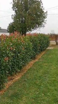 Photinia Red Robin Hedge: 4-Year Growth Timelapse