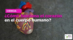¿Cómo funciona el corazón en el cuerpo humano?