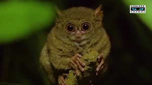 4.2K views · 103 reactions | Tarsiers. Are. Amazing! These nocturnal animals resemble gremlins with their humongous eyes – all the better to see prey in the dark with. Tarsiers have the largest eyes relative to body size of any animal. If tarsiers were human-sized, their eyes would be the size of dinner plates! | Mandai Wildlife Reserve | Facebook