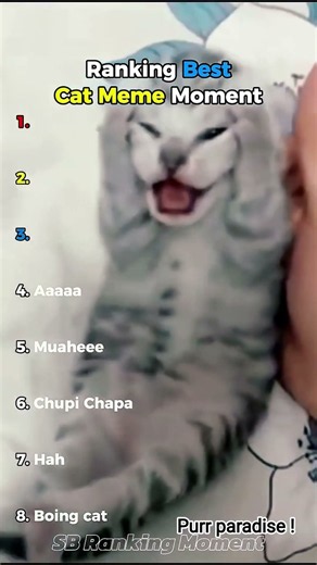 Ranking best cat moments #cat #catlover #catmeme