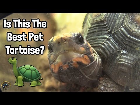 How to Take Care of a Red Foot Tortoise 🐢 - A TDI Care Guide!