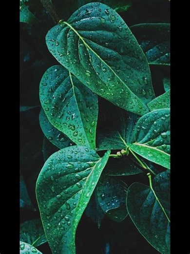 Soft Shower Rain Sounds for Sleep #shorts #rainsounds