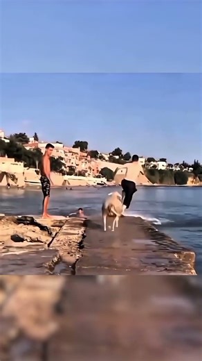 Sheep Learns To Swim