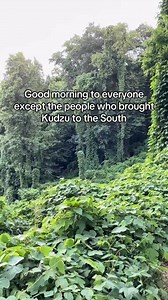 All in the name of erosion control 😵‍💫 #invasiveplants #kudzu #NorthCarolina | TreesCharlotte
