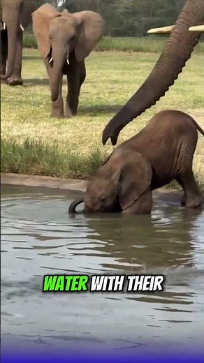 Why Baby Elephants Are So Clumsy With Their Trunks #cuteanimals
