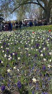 The beautiful Canadian Tulip Festival in Ottawa 🌹🌺🌻 #tulipfest # Ottawa #CanadaTulips #SpringVibes | Jassy’s travel & food