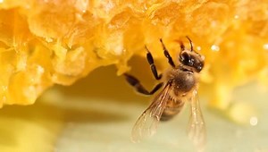 Bee Gathering Honey Nectar Proboscis Close Stock Footage Video (100% Royalty-free) 12142625 | Shutterstock