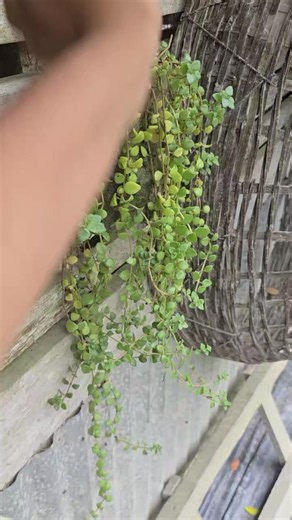 Baby Tears Plant Care Guide: How to Grow & Maintain Baby's Tears