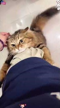 clingy cat part 2 😻👨‍🦰👩‍🦰 #youtubeshorts #shorts #shortvideo
