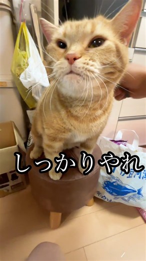 しっかりやれ 猫 ブラッシング cat グルーミング アメショ うめ