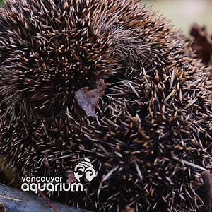 A Walk On The Wild Side Now through Sept. 4, discover the animal kingdom’s sneakiest self-defense strategies. Get up close with sloths, reptiles, hedgehogs & more! Plan Your Visit Today at the Vancouver Aquarium: https://www.vanaqua.org/explore/special-events/natures-ninjas/ | Global BC Community Central | Facebook