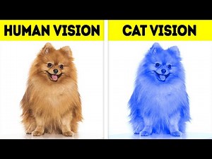 How Animals See the World. and Other Curious Facts by Bright Side Global