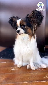 El nombre #papillon significa "mariposa" en francés, y se debe a la forma única de sus orejas. 🐶💚 | Notas de Mascotas
