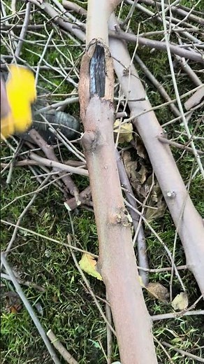 You Need This Tool Battery Powered Knockoff Dewalt Pruners $35 A+ Pruning is Fun Again