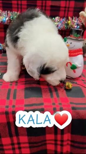 Meet Kala 🤍🖤 — our adorable small Standard Sheepadoodle from Mama Charlie’s litter (Mama Charlie x Daddy Cooper), now 5 weeks old. This little girl is growing beautifully and will soon be ready to bring her gentle, playful, and loving charm to her forever home 🏡✨ 🐾 Curious about Kala? We’d love to share more details, photos, and videos of her journey so far! 📞 Reach us at 803-888-4149 for inquiries and reservations. #smallstandardsheepadoodle #sheepadoodlesrule #sheepadoodlesbydesign #sheep