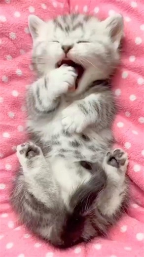 The Cutest Cat You'll Ever See... But the Price Will Shock You! 😱🐱