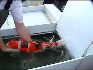Visiting Quality Koi Farm