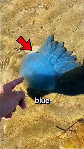 He Found This Beautiful Blue Sea Creature! #jelly