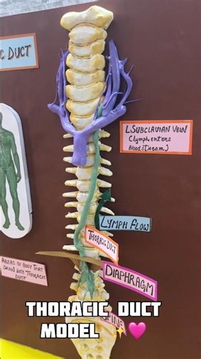 Thoracic Duct Model for School Project | Human Lymphatic System DIY | school project | komodo craft