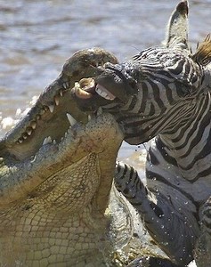 201K views · 1.9K reactions | 21 Situations of Predators Attacking Their Prey Caught on Camera vs歷 | Ultimate Minecraft | Facebook