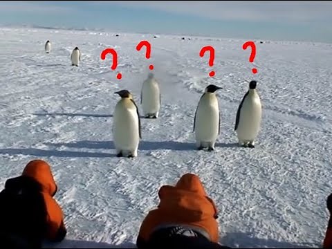 Emperor Penguin observing Humans???
