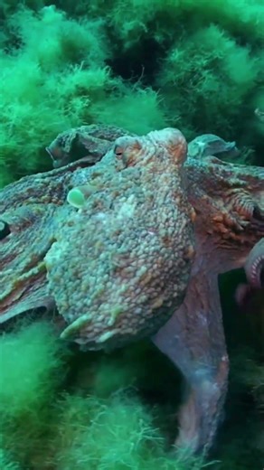 The Giant Octopus That Could Grab a Human… But Usually Doesn’t
