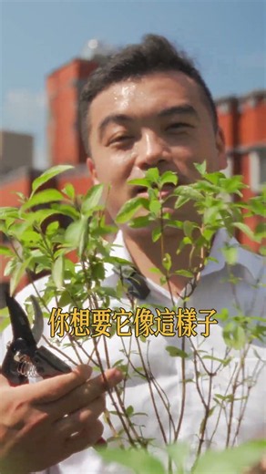 想在家裡隨時採到新鮮又香氣十足的九層塔嗎？