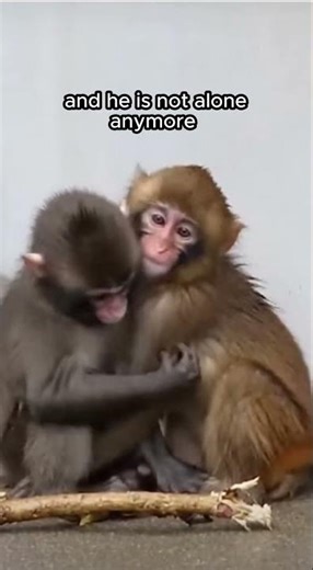 Viral Baby Monkey Punch Finally Gets Accepted by the Other Monkeys❤️ #shocking #viralvideo #animals