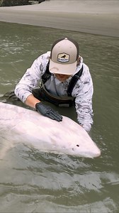 187K views · 1.9K reactions | We Caught a Ghost Sturgeon Fish  #ghost #fish #wildlife #fishing | BlacktipH | Facebook