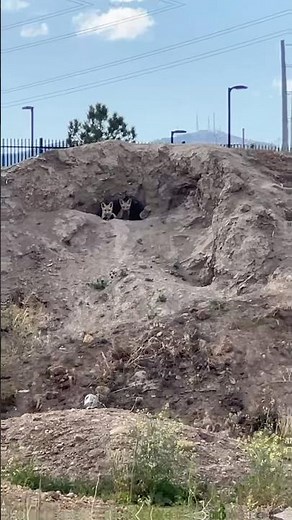 Two curious Fox pups peek out of their den | Adorable wildlife moment!