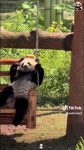 Cute panda playing at the zoo – adorable panda moments