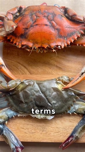 1.4M views · 10K reactions | Difference b/w Hardshell & Softshell Crabs 呂呂 #seafood #crab #vs | Cameron's Seafood Online | Facebook